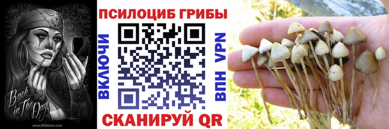 дарк нет официальный сайт  Берёзовский  Псилоцибиновые грибы Cubensis 